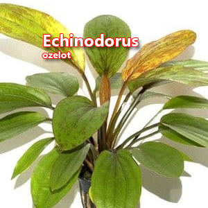 Echinodorus ozelot